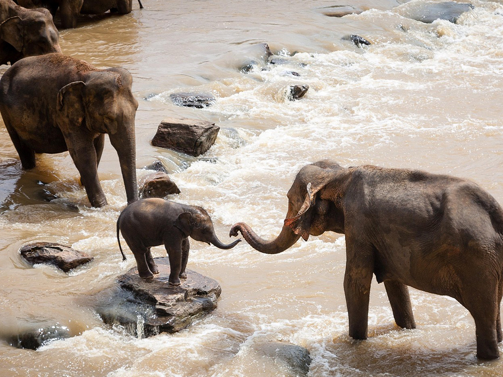 Kandy’s Charms: Elephants, Temples & Gardens