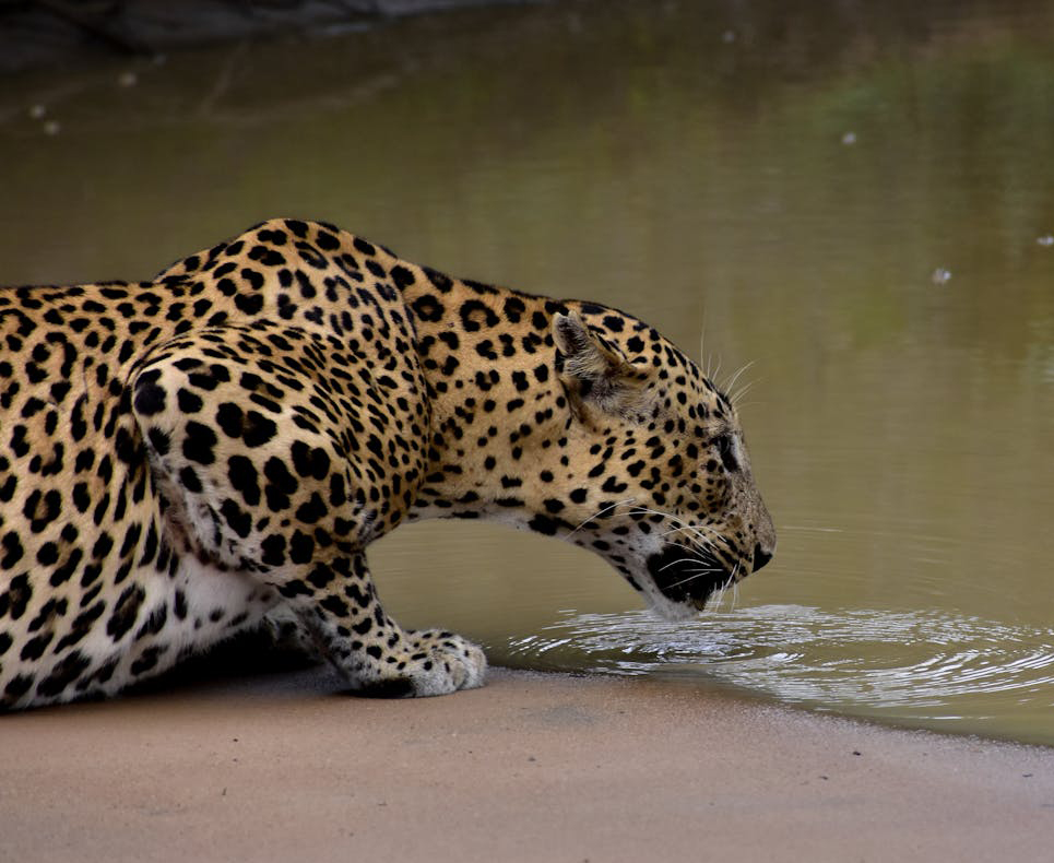 Safari Treasures: Yala to Bundala Adventures